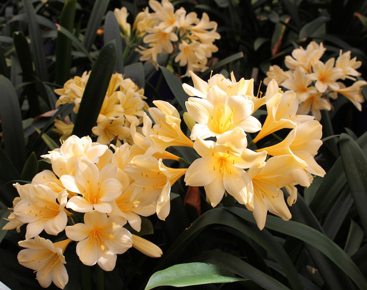 Yellow Clivia Flower Seeds – Heirloom, Non-GMO, High Germination Organic Garden Seeds