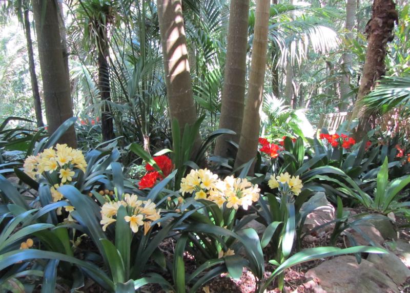 Perennial Clivia Flower Seeds for Planting – Heirloom Non-GMO High Germination Organic Seeds
