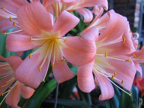 Pale Pink Perennial Clivia Flower Seeds for Planting – Heirloom Non-GMO Organic Garden Seeds