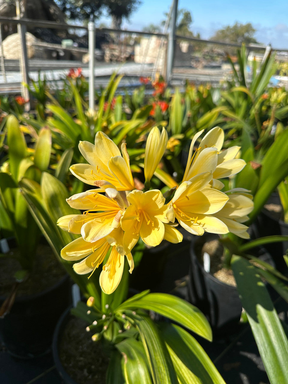 Yellow Perennial Clivia Flower Seeds for Planting – Heirloom Non-GMO Organic Garden Seeds