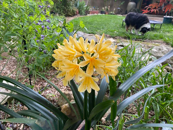 Yellow Clivia Flower Seeds – Heirloom, Non-GMO, High Germination Organic Garden Seeds