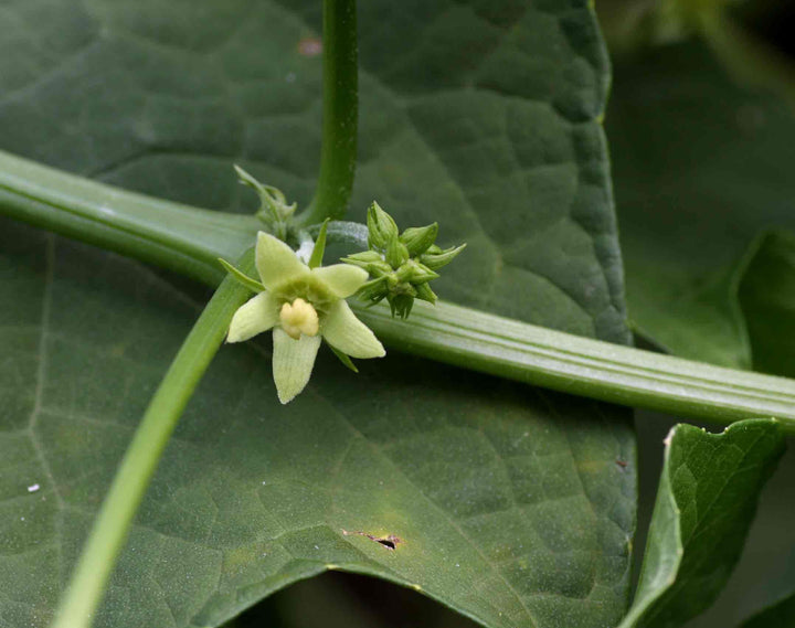 Chayote Flower Seeds – Heirloom, Non-GMO, High Germination Organic Garden Seeds