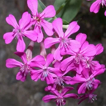 coldresistantdecorativeflowerfloweringdenseannualherbsileneflowerheirloomnongmohighgerminationorganicgarden flower seeds