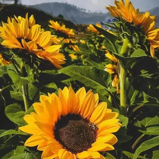 coldresistantdiseaseresistantsuitableforfryingoroilpressingsunflowerheirloomnongmohighgerminationorganicgarden flower seeds