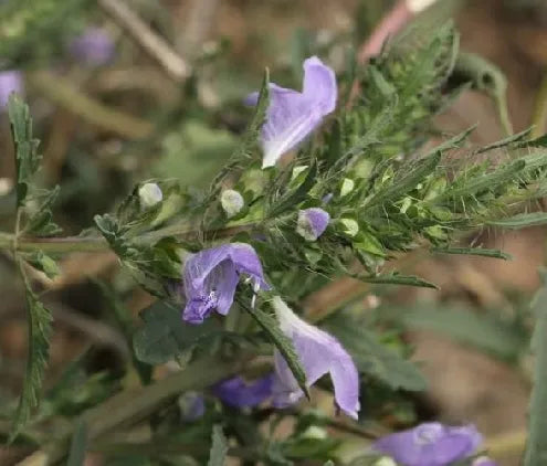 coldresistantdroughttolerancehyssopforsowingheirloomnongmohighgerminationorganicgarden flower seeds