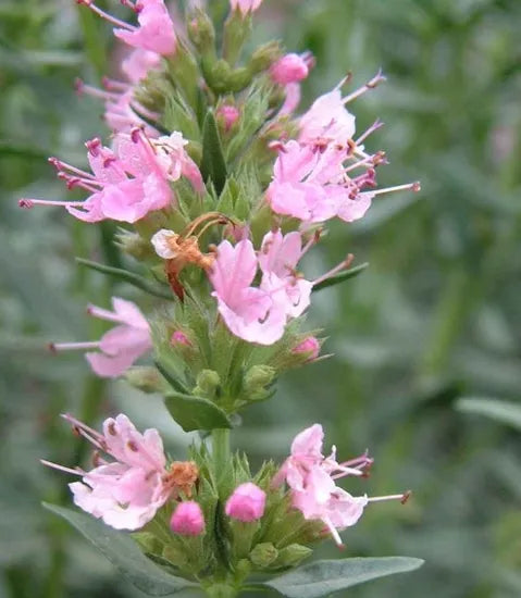 coldresistantperennialherbhyssopforsowingheirloomnongmohighgerminationorganicgarden flower seeds