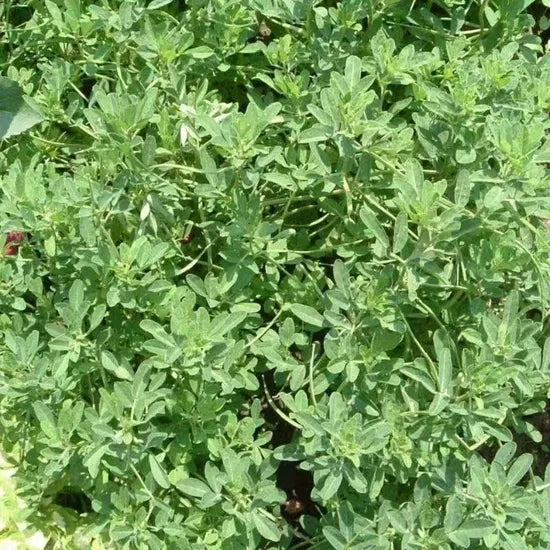 coldresistanttrigonellafoenumantheredibledualpurposeheirloomnongmohighgerminationorganicgarden flower seeds