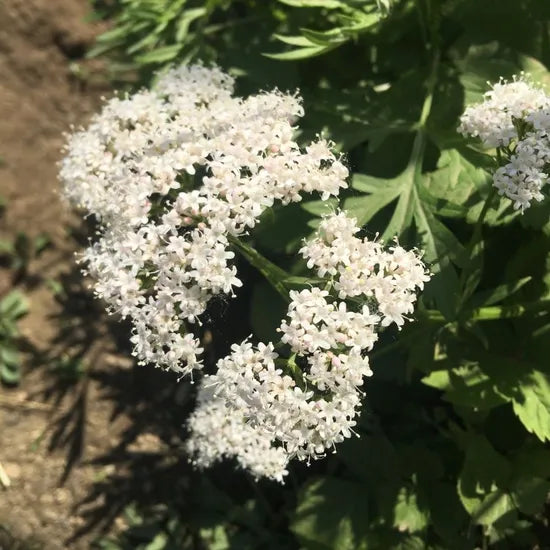 coldresistantvalerianaofficinalisheirloomnongmohighgerminationorganicgarden flower seeds