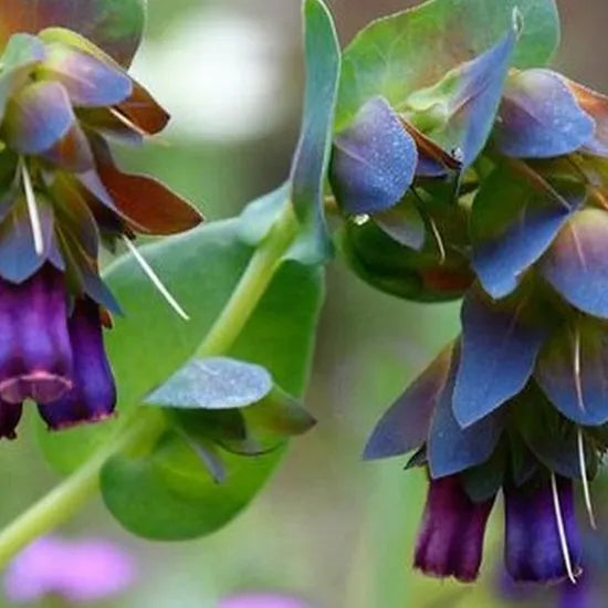 coldresistantxeriscapingcandidatelonglastingfoliagecerinthemajorlcutflowerheirloomnongmohighgerminationorganicgarden flower seeds