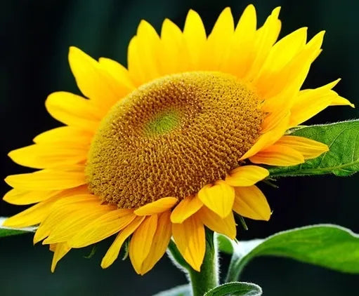 coldresistantanddroughtresistantgoodcommercialqualitysunflowerheirloomnongmohighgerminationorganicgarden flower seeds