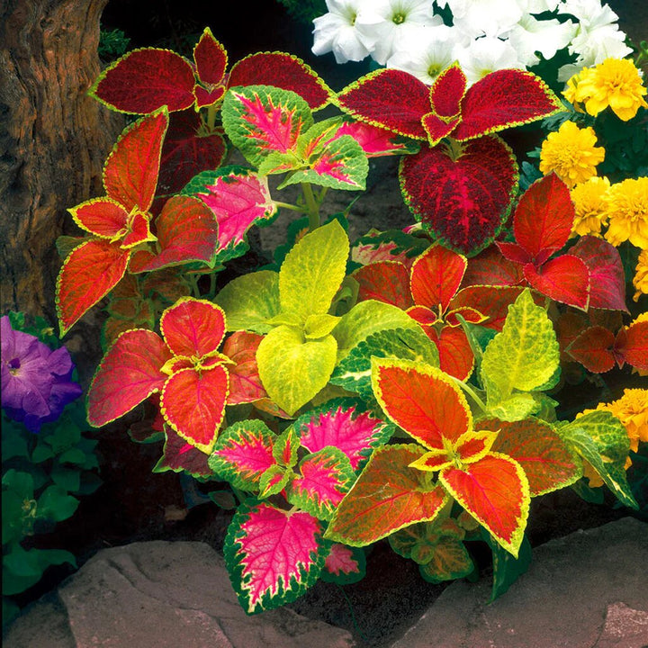 Coleus Flower Seeds Mixed – Heirloom, Non-GMO, High Germination Organic Garden Seeds for Planting