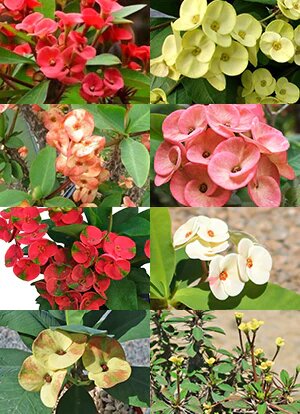 Crown Thorns Flower Seeds Mixed – Heirloom Non-GMO High Germination Seeds