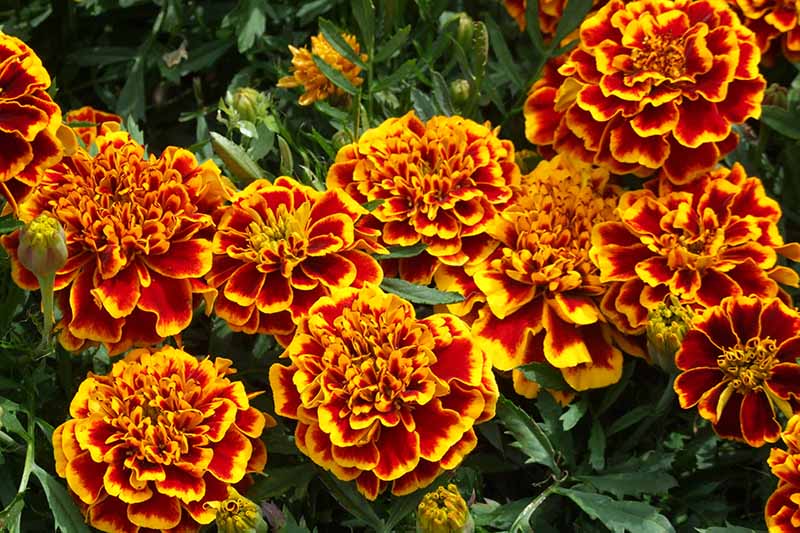 Yellow Red Marigold Flower Seeds – Heirloom Non-GMO High Germination Seeds