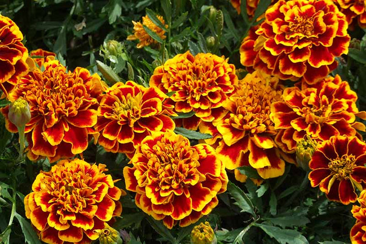Yellow Red Marigold Flower Seeds – Heirloom Non-GMO High Germination Seeds