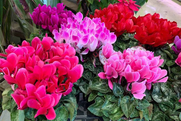 Cyclamen Flower Seeds Perennial – Heirloom Non-GMO High Germination Seeds