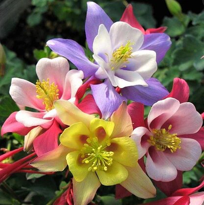 Mixed Aquilegia Flower Seeds for Planting – Heirloom Non-GMO High Germination Organic Seeds