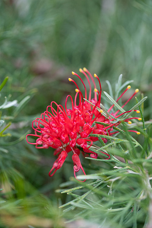 Semillas de flor de Grevillea rojas – Cimera, sin OGM, semillas de alta germinación para plantar