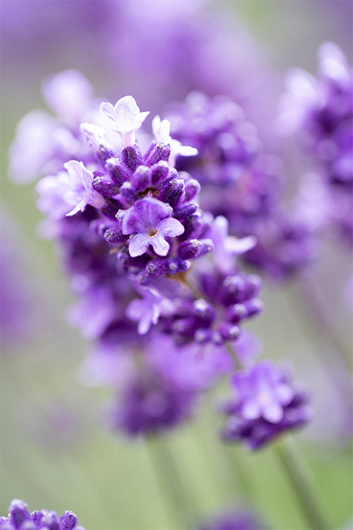 Purple Lavender Flower Seeds for Planting – Heirloom Non-GMO, High Germination Organic Garden Seeds