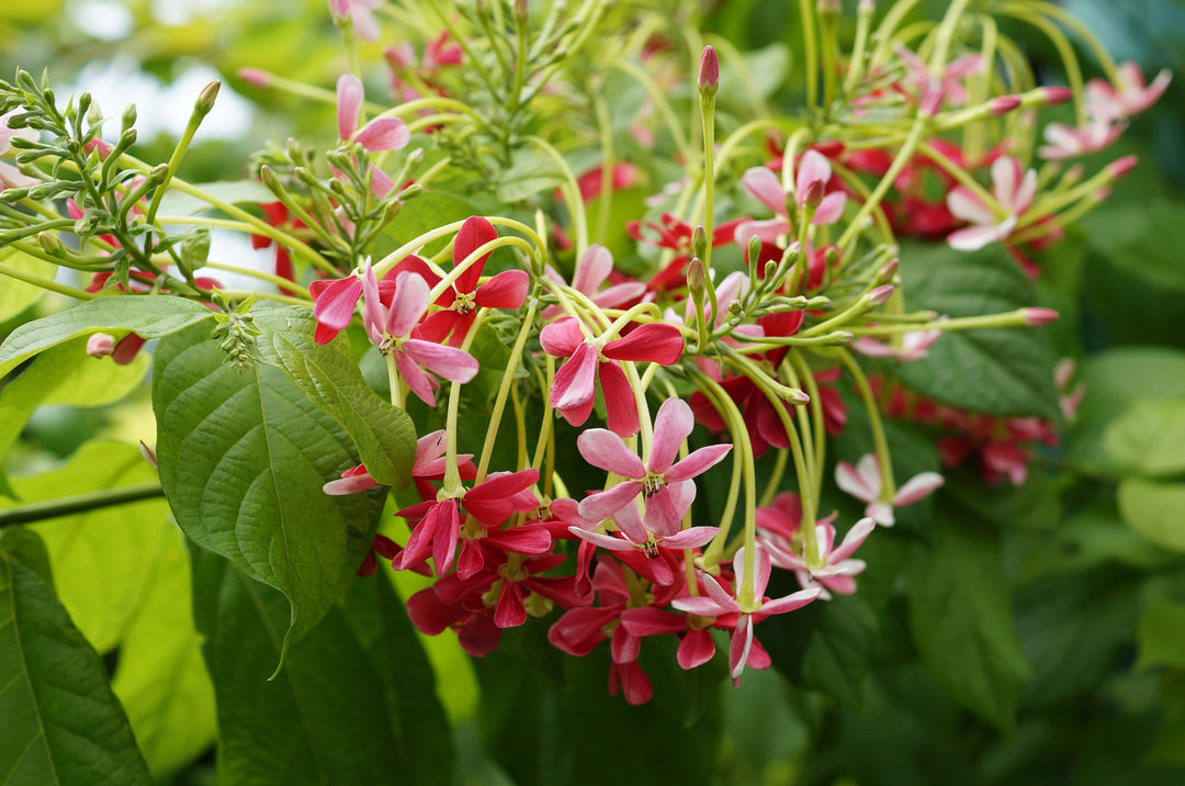 Red Combretum indicum Flower Seeds for Planting – Heirloom Non-GMO High Germination
