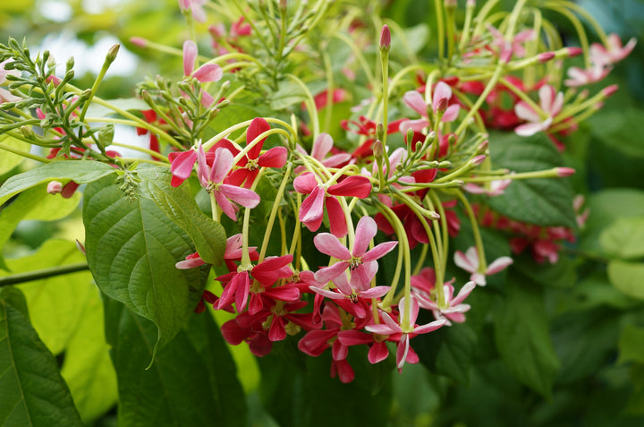 Red Combretum indicum Flower Seeds for Planting – Heirloom Non-GMO High Germination