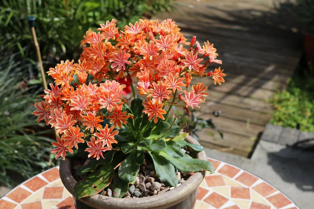 Lewisia Cotyledon Flower Seeds Orange – Heirloom, Non-GMO, High Germination Seeds