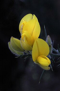 Gorse Ulex Flower Seeds Yellow – Heirloom Non-GMO Organic Garden Seeds
