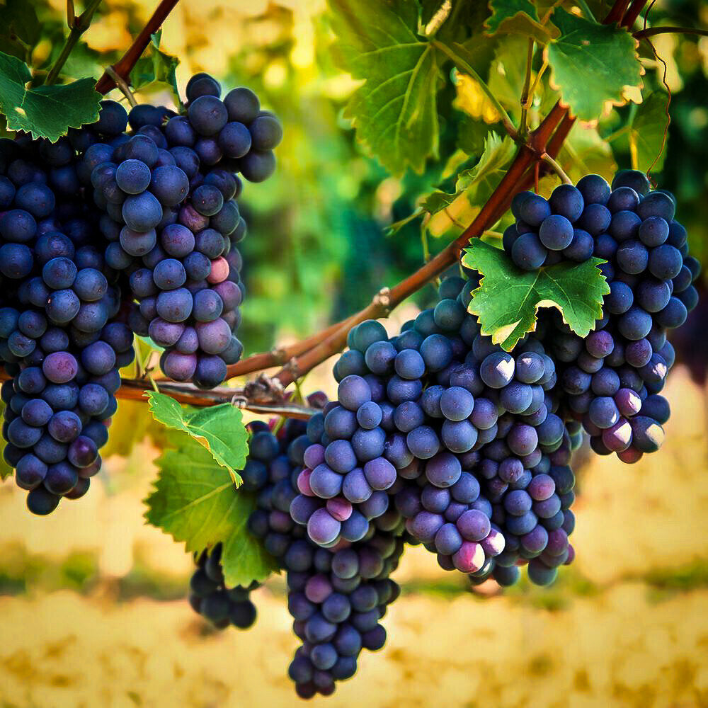 concord grape flower seeds