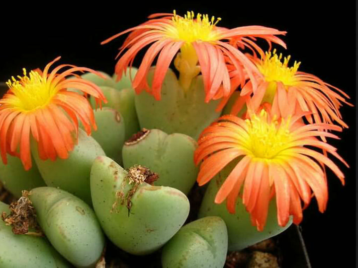 Conophytum Flower Seeds Orange – Heirloom Non-GMO High Germination Seeds