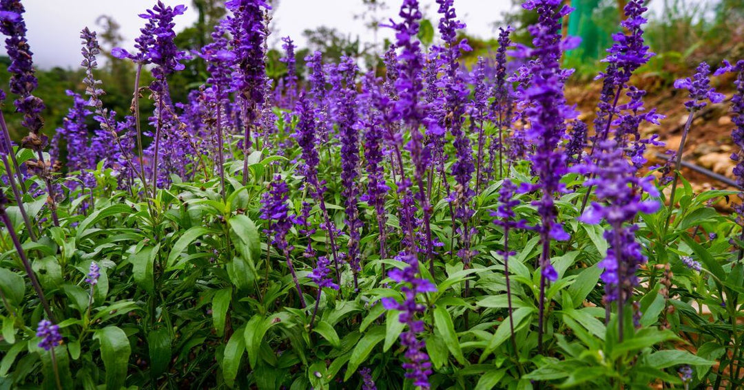 Deep Purple Salvia Flower Seeds Heirloom Non-GMO High Germination Organic Garden Seeds for Planting