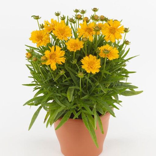 coreopsisdoublethesunimportedheirloomnongmohighgerminationorganicgarden flower seeds
