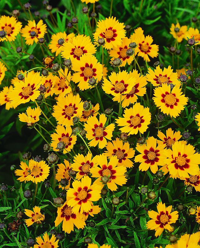 Coreopsis Flower Seeds Yellow Red – Heirloom Non-GMO High Germination Seeds