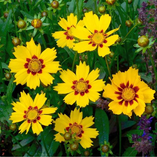 Coreopsis Flower Seeds Yellow Red – Heirloom Non-GMO High Germination Seeds
