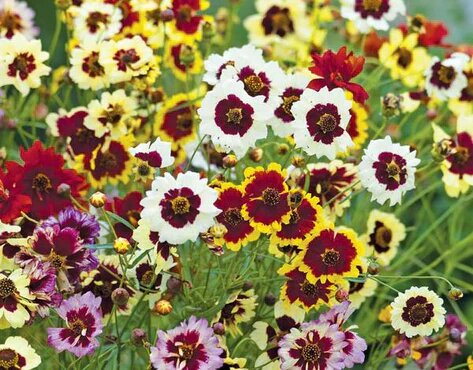 Chiffon Coreopsis Flower Seeds – Heirloom, Non-GMO, High Germination, Organic Seeds