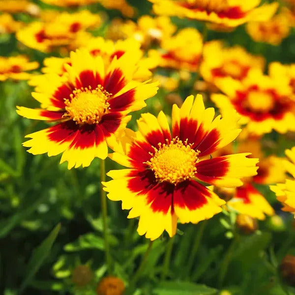 Red Yellow Coreopsis Flower Seeds – Heirloom Non-GMO High Germination