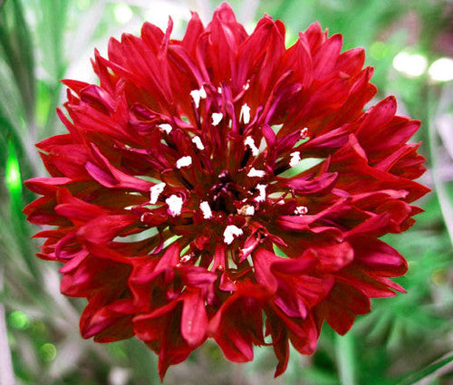 Red Centaurea Flower Seeds for Planting – Heirloom Non-GMO High Germination Seeds