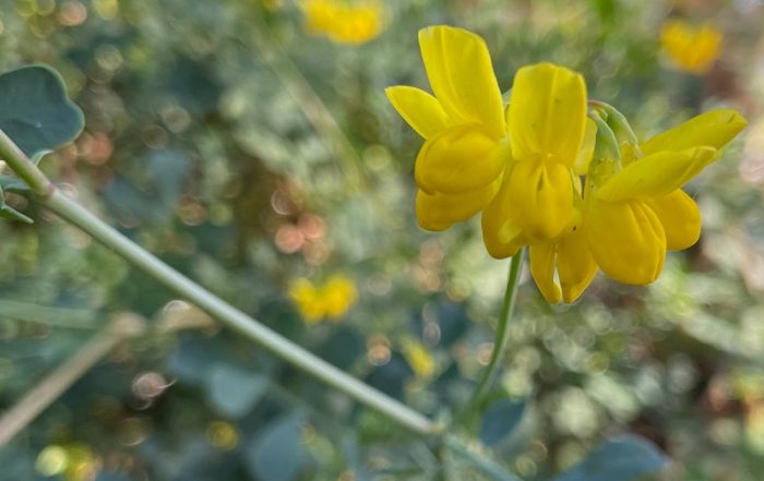 Yellow Pulmonaria Flower Seeds – Heirloom Non-GMO High Germination Organic Garden Seeds