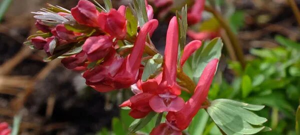 Red Corydalis Lutea Flower Seeds – Heirloom Non-GMO High Germination Seeds