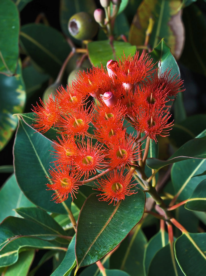 Red Corymbia Ficifolia Flower Seeds for Planting – Heirloom Non-GMO Garden Seeds
