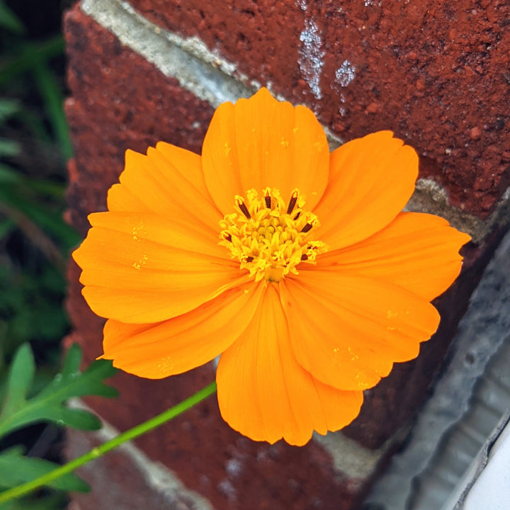 Orange Cosmos Flower Seeds for Planting – Heirloom Non-GMO High Germination Seeds