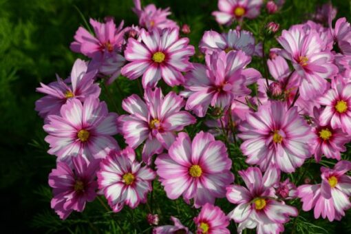 cosmosbipinnatuscapriolasuperrareimportedheirloomnongmohighgerminationorganicgarden flower seeds