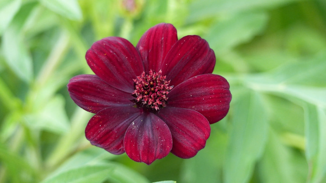 Dark Red Cosmos Flower Seeds for Planting – Heirloom Non-GMO High Germination Seeds