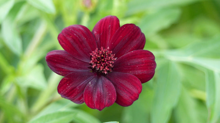 Dark Red Cosmos Flower Seeds for Planting – Heirloom Non-GMO High Germination Seeds