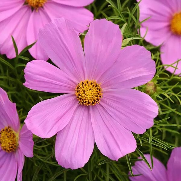 Cosmos Flower Seeds Pink for Planting – Heirloom Non-GMO High Germination Seeds