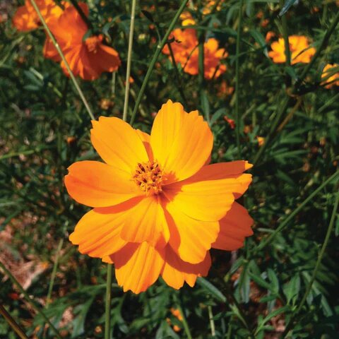 Cosmos Flower Seeds Orange for Planting – Heirloom Non-GMO High Germination Seeds