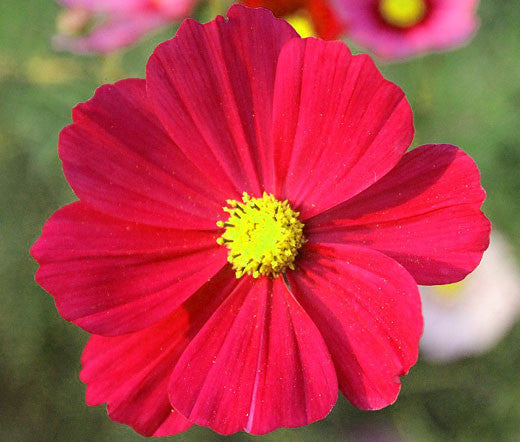 Cosmos Flower Seeds Red for Planting – Heirloom Non-GMO High Germination Seeds