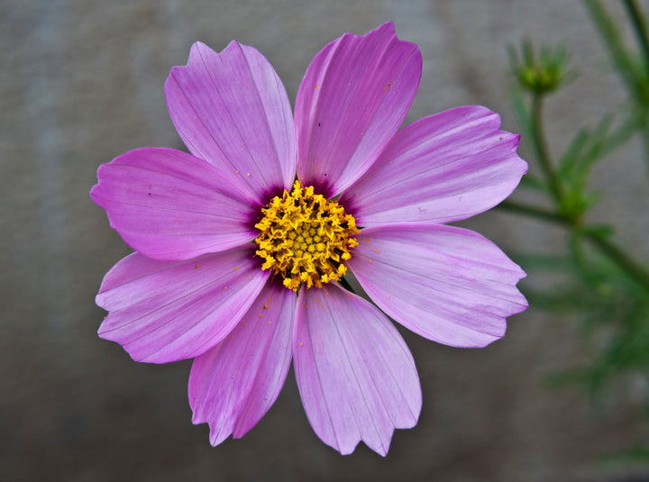 Lavender Cosmos Flower Seeds for Planting – Heirloom Non-GMO High Germination Seeds
