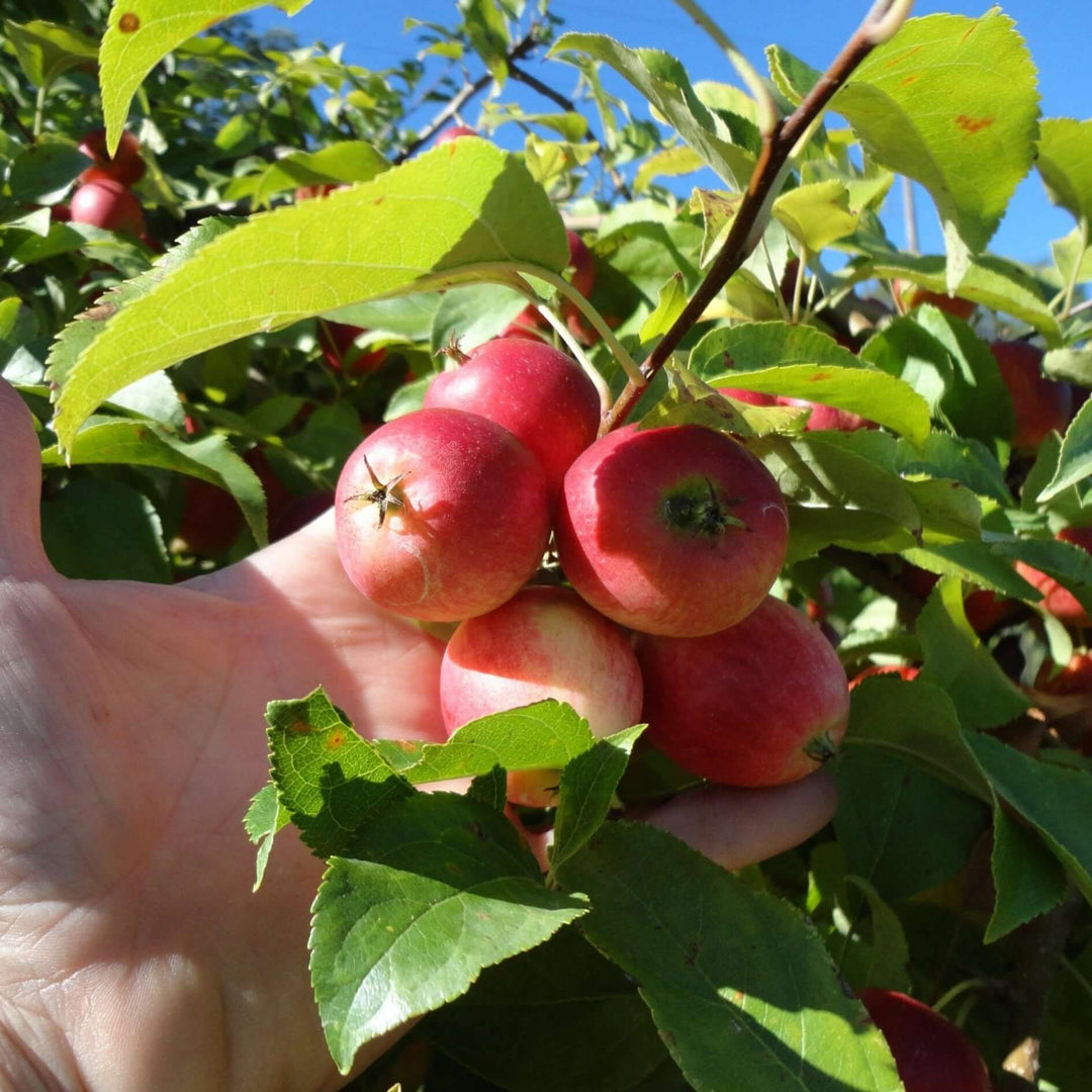 crab apple flower seeds