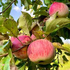 crabapple malus flower seeds