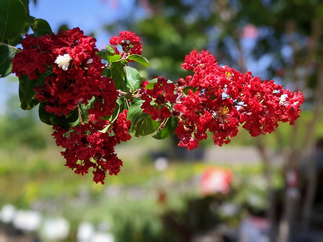 Semillas de flores de crespón rojo – Semillas de jardín orgánicas, reliquia, sin OMG, de alta germinación para plantar