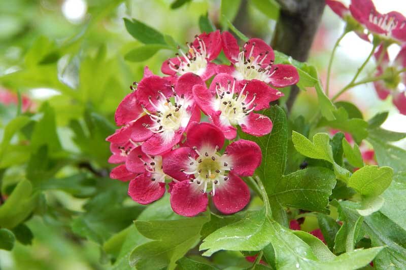 Red Hawthorn Flower Seeds – Heirloom Non-GMO High Germination Organic Garden Seeds for Planting